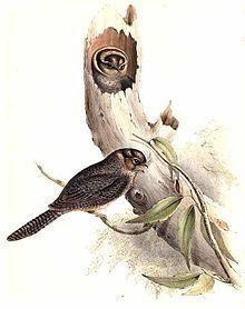 Australian owlet-nightjar httpsuploadwikimediaorgwikipediacommonsthu