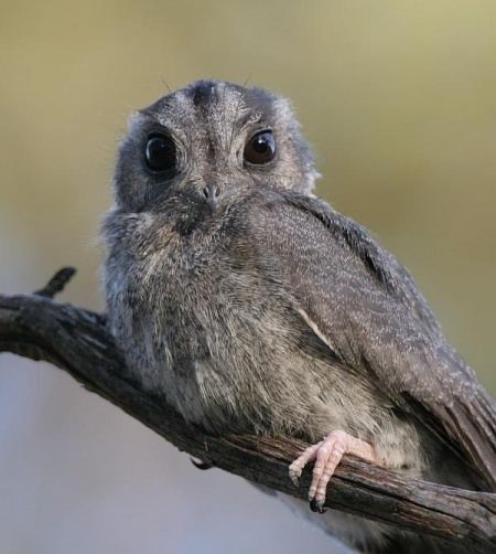 Australian owlet-nightjar Australian Owletnightjar BirdForum Opus