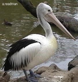 Australian pelican Australian Pelican