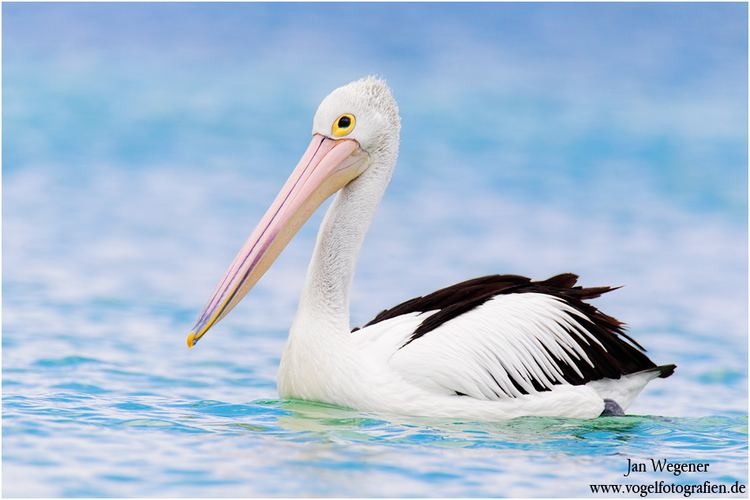 Australian pelican Australian Pelican