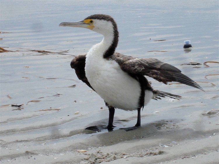 Australian pied cormorant Pied Cormorant Phalacrocorax varius