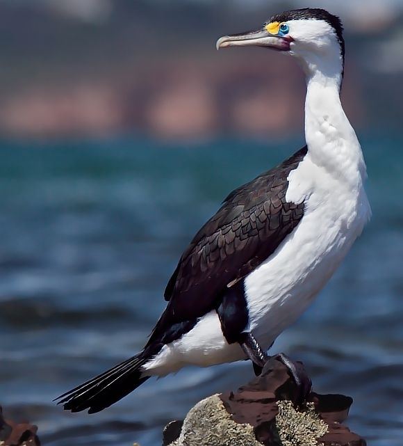 Australian pied cormorant Pied Cormorant BirdLife Australia