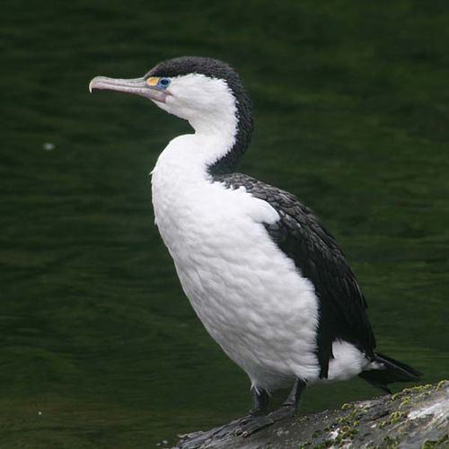 Australian pied cormorant wwwozanimalscomimagealbumsaustraliaBirdPied