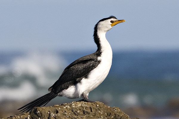 Australian pied cormorant Little Pied Cormorant Australian birds ianmuirheadname