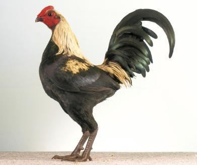 Australian Pit Game fowl Qld Pit Game Fowl Club Inc