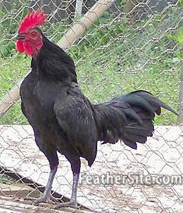 Australian Pit Game fowl Australian Pit Fowl