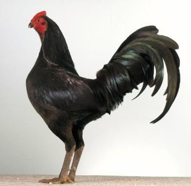 Australian Pit Game fowl Qld Pit Game Fowl Club Inc