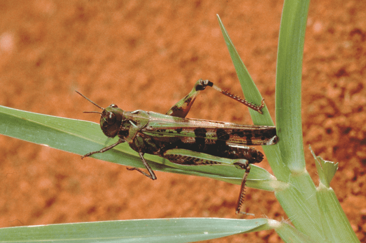 Australian plague locust Australian Plague Locust Barmac Pty Ltd