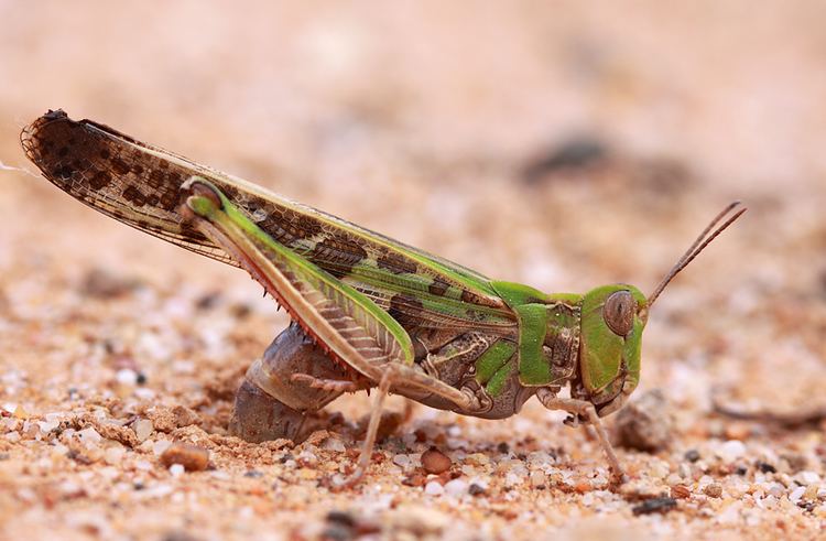 Australian plague locust David Kleinert Photography Australian Plague Locust Nature