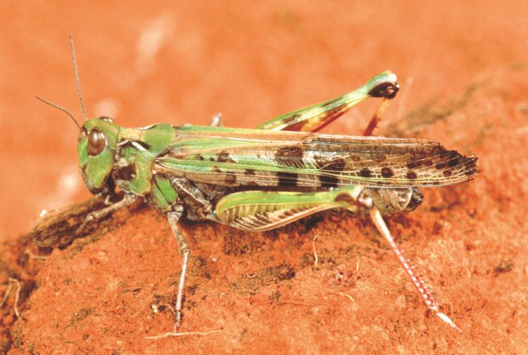 Australian plague locust httpswwwagricwagovausitesgatewayfilesAu