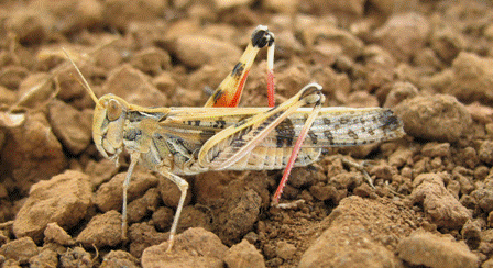 Australian plague locust Locusts Department of Agriculture and Water Resources