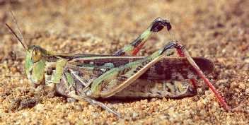 Australian plague locust Home Australian plague locust Department of Agriculture and Water