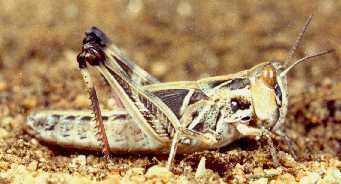 Australian plague locust Home Australian plague locust Department of Agriculture and Water
