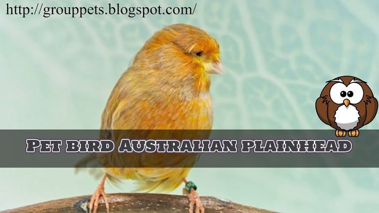 Australian plainhead Information About Australian Plainhead The Info Pets
