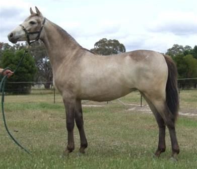 Australian Pony Australian Pony Filly Top Horse