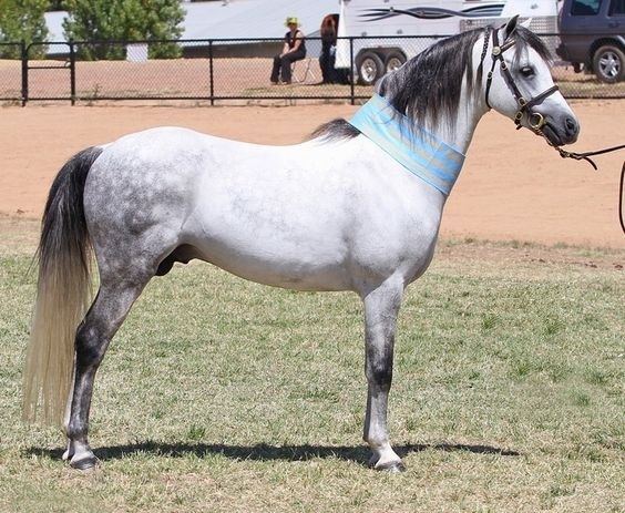 Australian Pony Australian Pony Information Origin History Pictures Horse
