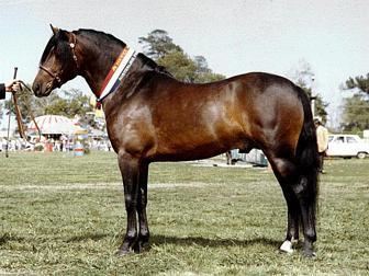 Australian Pony Horse Breeds