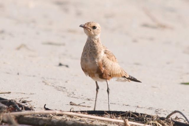 Australian pratincole Queensland Wader Study Group Shorebird research and conservation