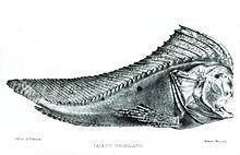 Australian prowfish httpsuploadwikimediaorgwikipediacommonsthu