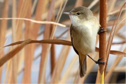 Australian reed warbler Australian ReedWarbler Bushpea 1019