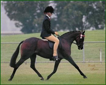 Australian Riding Pony Australian Riding Pony Information History Images Pictures