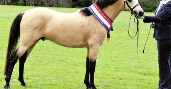 Australian Riding Pony 1000 images about Australian Riding Pony on Pinterest New forest