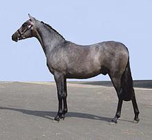 Australian Riding Pony httpsuploadwikimediaorgwikipediacommonsthu