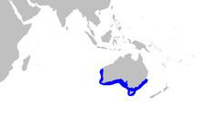 Australian sawtail catshark httpsuploadwikimediaorgwikipediacommonsthu