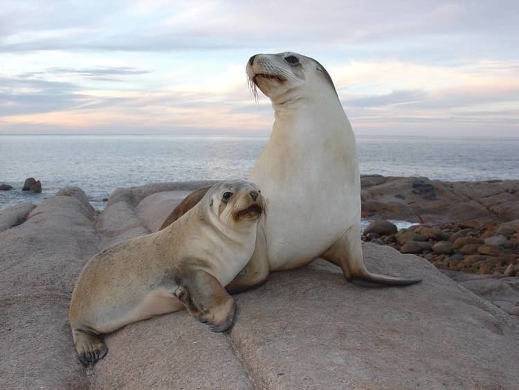 Australian sea lion Endangered Project Australian Sea Lion on emaze
