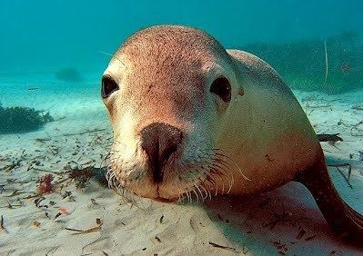 Australian sea lion Australian Sea Lion Facts The Seals of Nam