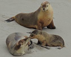 Australian sea lion httpsuploadwikimediaorgwikipediacommonsthu