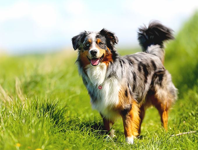 Australian Shepherd cdn2wwwdogtimecomassetsuploadsgalleryaustal