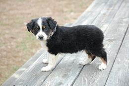 Australian Shepherd Australian Shepherd Wikipedia