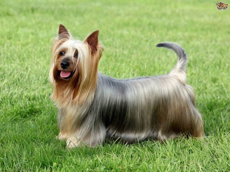 Australian Silky Terrier Australian Silky Terrier Dog Breed Information Facts Photos Care