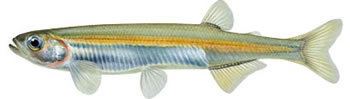 Australian smelt Native Fish Australia