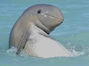 Australian snubfin dolphin Snubfin Dolphin Sailing Whitsundays