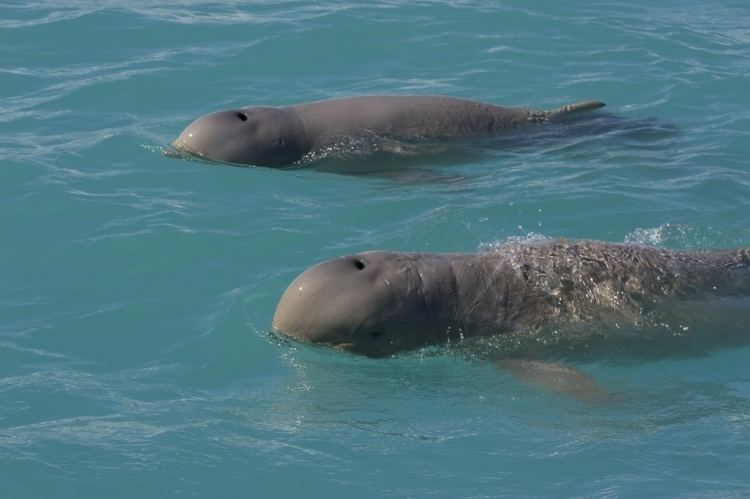 Australian snubfin dolphin Australian Snubfin Dolphin quotOCEAN TREASURESquot Memorial Library