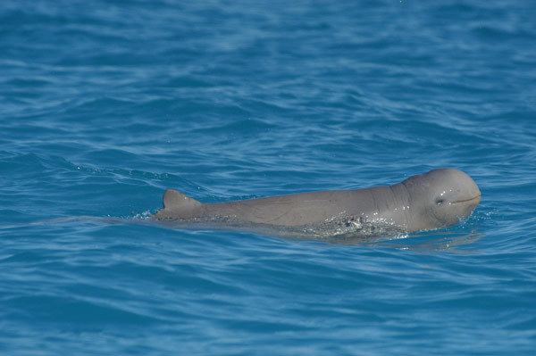 Australian snubfin dolphin Australian snubfin dolphin Department of Parks and Wildlife
