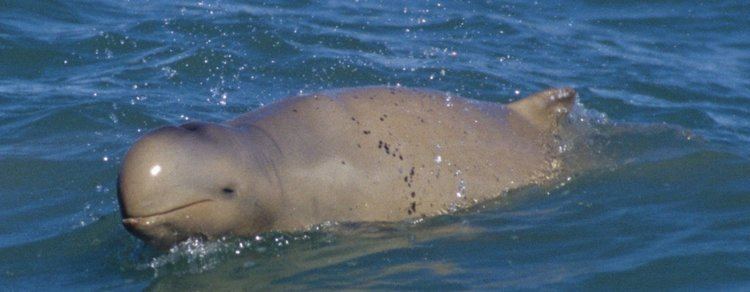 Australian snubfin dolphin auwhalesorgsitesdefaultfilesstylesflexslide