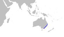 Australian spotted catshark httpsuploadwikimediaorgwikipediacommonsthu