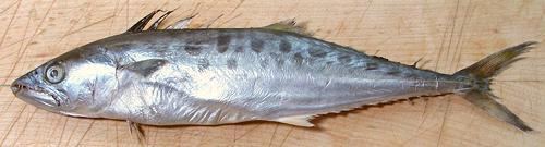 Australian spotted mackerel Spotted