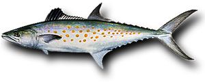Australian spotted mackerel Untitled Document