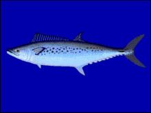 Australian spotted mackerel httpsuploadwikimediaorgwikipediacommonsthu