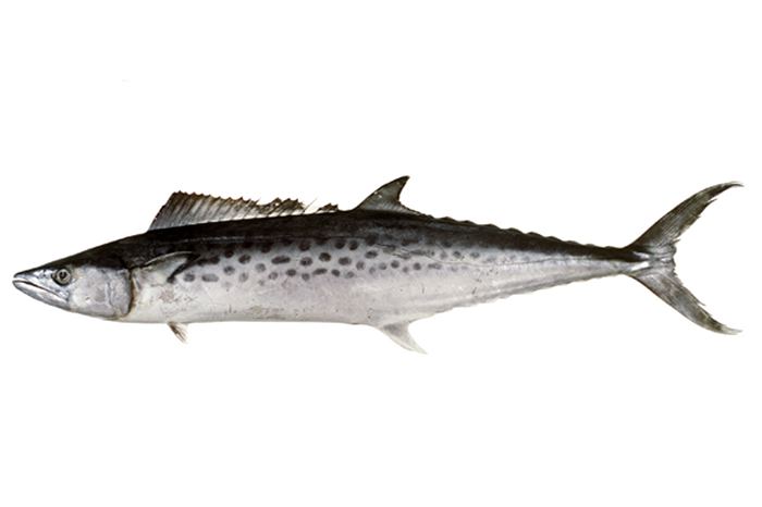 Australian spotted mackerel Scomberomorus munroi