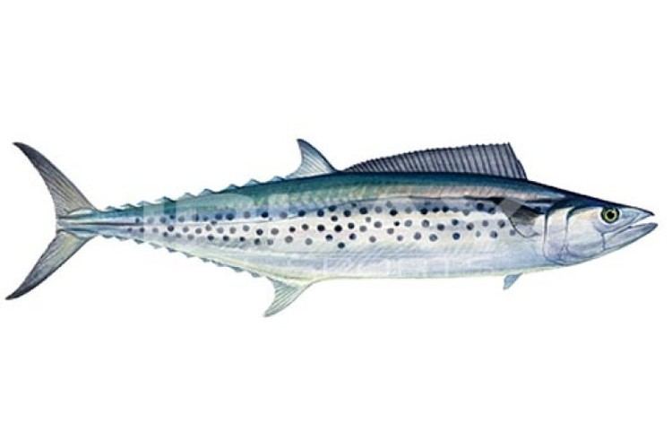 Australian spotted mackerel Spotted Mackerel