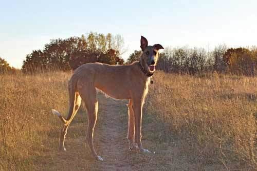 Australian Staghound Staghound Dog Breed Information Pictures amp More