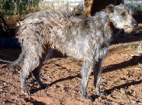 Australian Staghound Staghounds