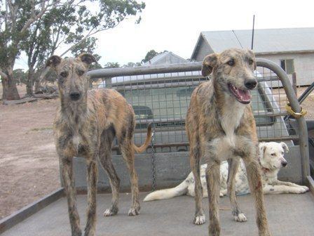 Australian Staghound Australian Staghound and Kangaroo dog stand for their master39s