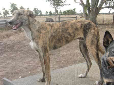 Australian Staghound Staghound Dog Breed Information Pictures amp More