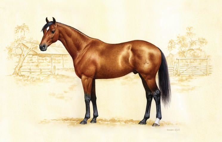 Australian Stock Horse Australian Stock Horse Society